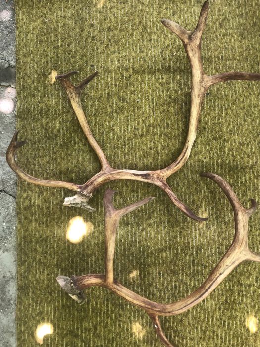 Рога оленьи