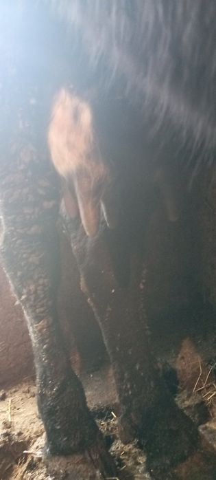 Продам коров на хозяйство!
