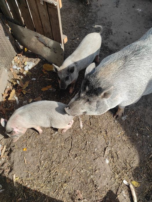 Вьетнамцы, вьетнамские поросята