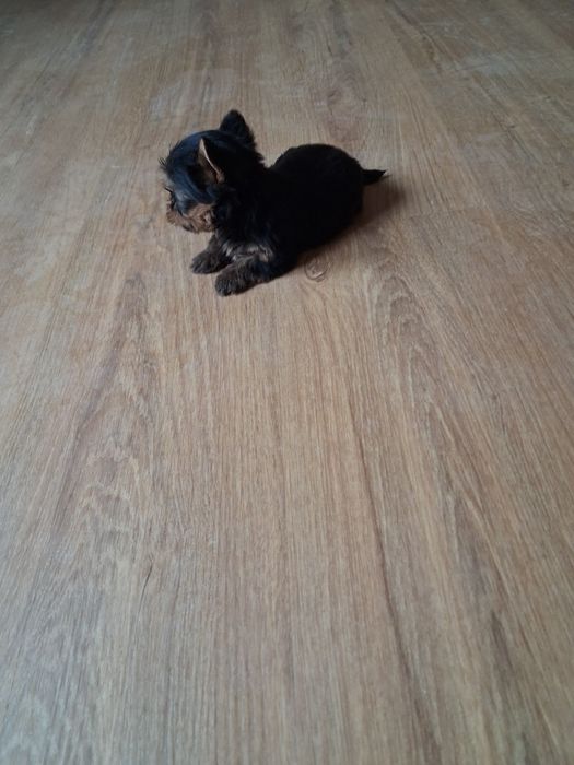 Yorkshire ( miniatura) macho