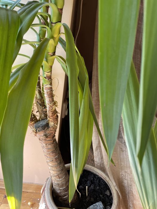 Кімнатні рослини. Юка, пальма