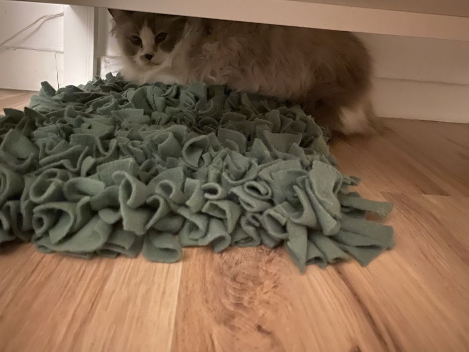 Zagineła kotka Ragdoll