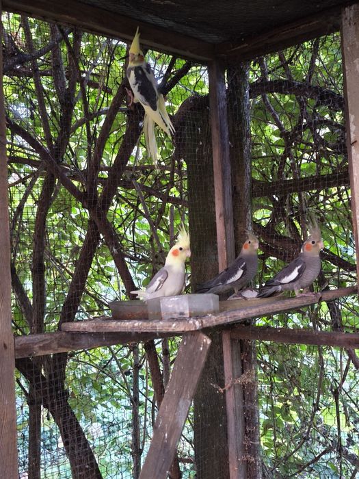 Papuga nimfa papugi nimfy młode