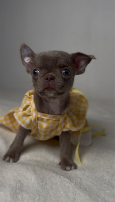 Liliowa suczka chihuahua mini
