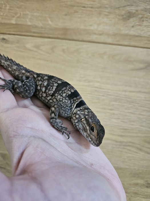 Oplurus cuvieri/Jaszczurka