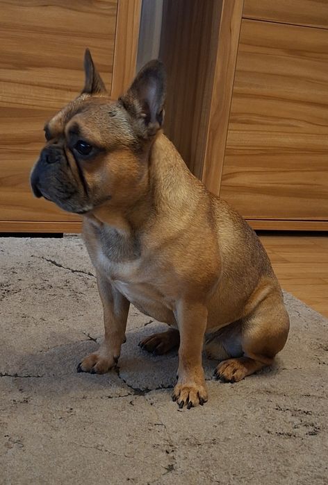 Sprzedam buldoga francuskiego
