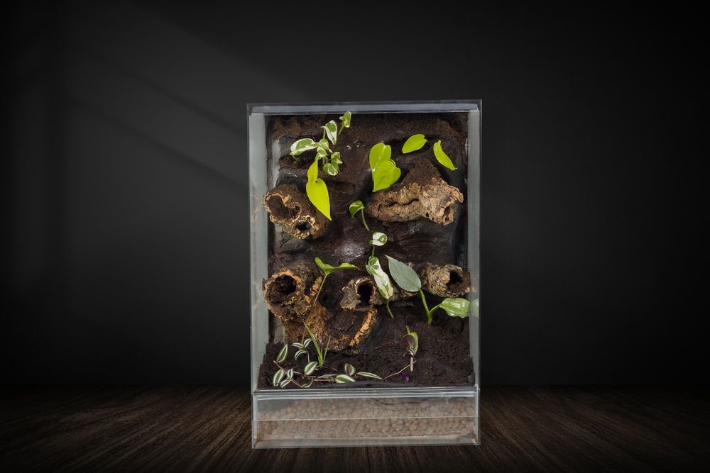 Terrarium tropikalne gekon