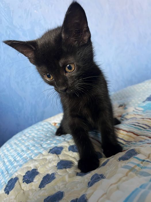 Безкоштовно котик