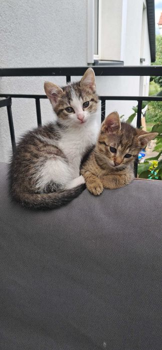 Kotki do adopcji