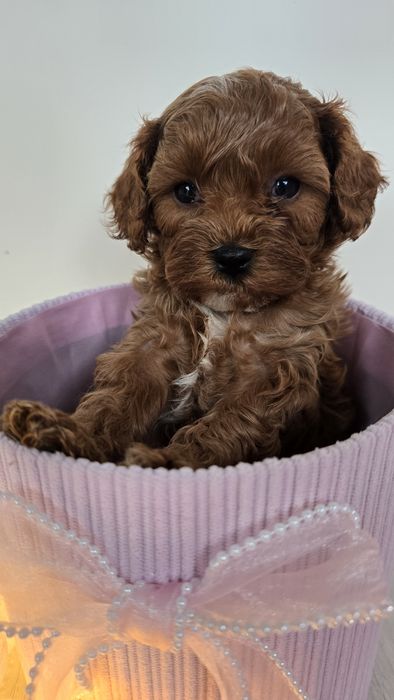 Cavapoo/ chłopczyk/ REZERWACJA