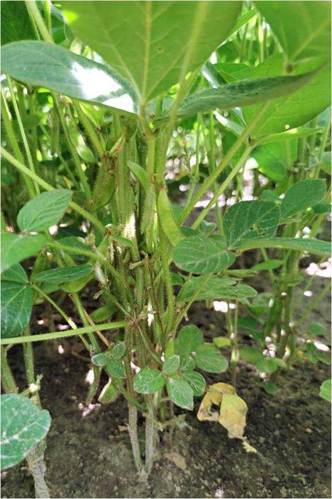 Soja, nasiona soi FAVORIT wczesna 000