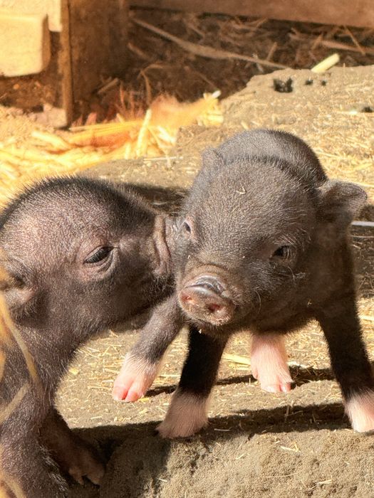 Mini pigs gottingen