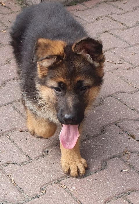 Owczarek Niemiecki Krótkowłosy