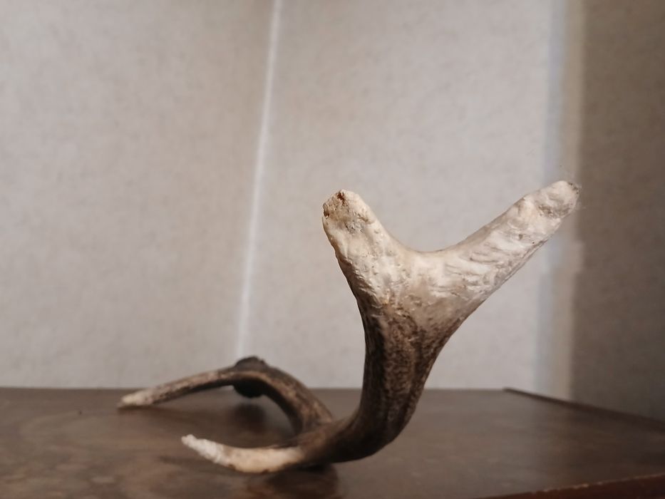 Натуральный рог оленя