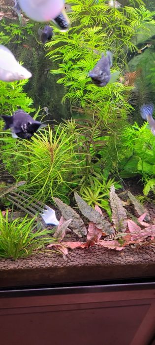 Witam sprzedam molinezje balonowe