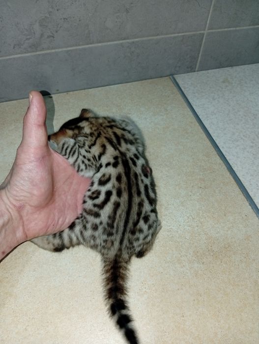 Бенгальский мальчик дикий окрас