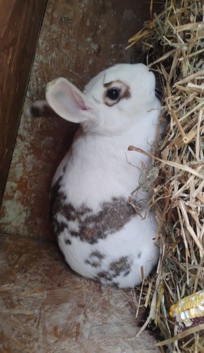 Sprzedam króliki (19 królików )