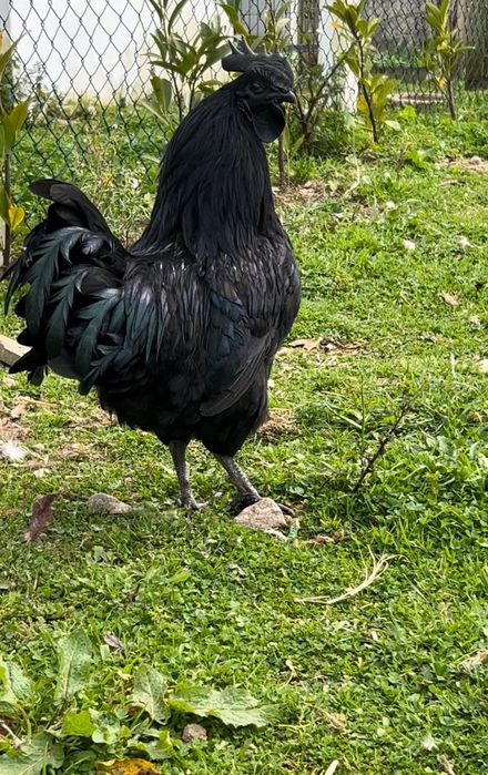 Sedosas do Japão e Ayam Cemani