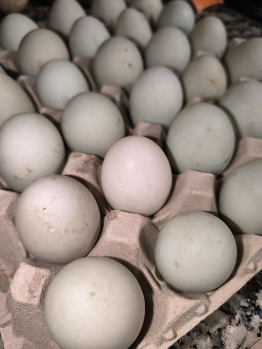 Ovos de pato para chocar