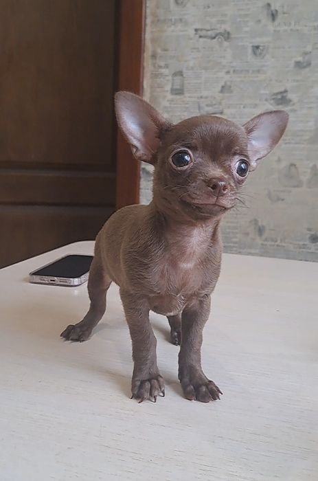 Маленькая принцеска