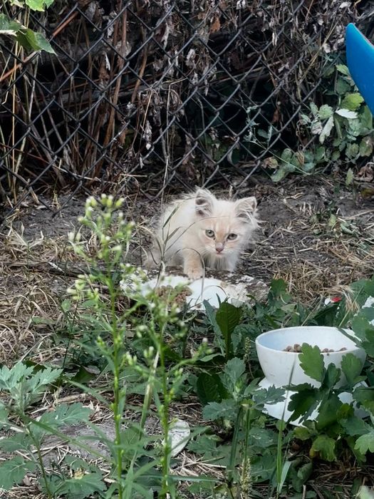 Кошенята в добрі руки