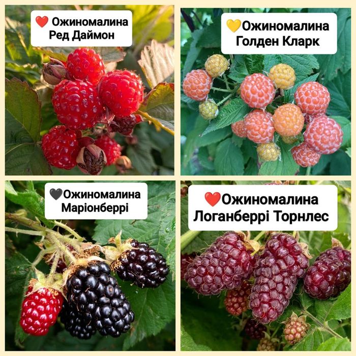 Саджанці ожиномалини Ред Даймон, Логанберрі, Маріонберрі, Голден Кларк та ожини Оушито (ЗКС)