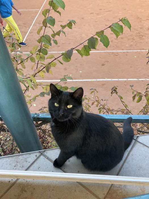 Отдам черную кошку, стерилизована, 5 лет