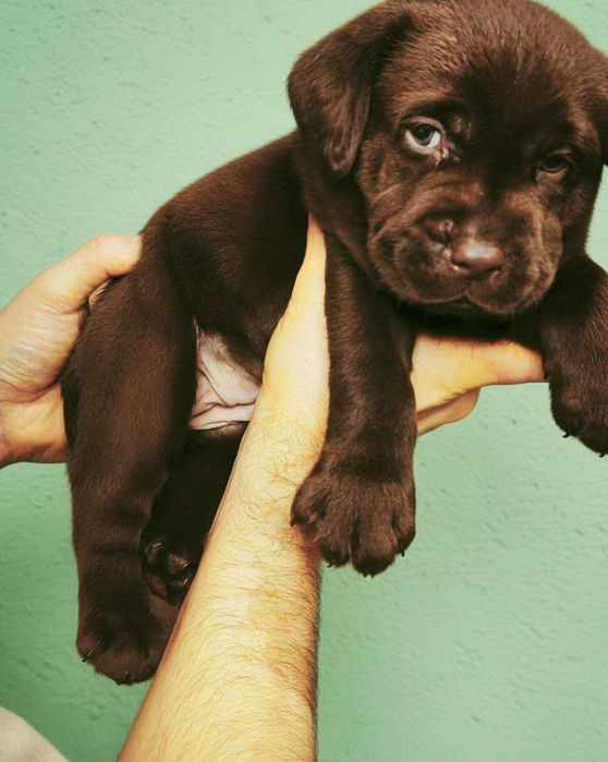 Шоколадні лабрадори з документами КСУ-FCI