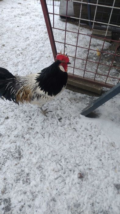 Sprzedam duże ładne indyki i małe pisklęta