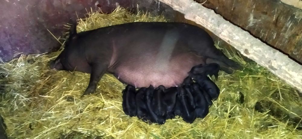 Свиноматка вьетнамская