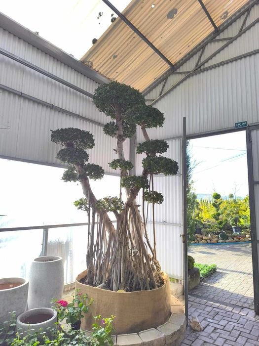 Ficus microcarpa em Bonsai