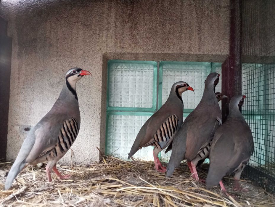 Kuropatwy czerwone skalne