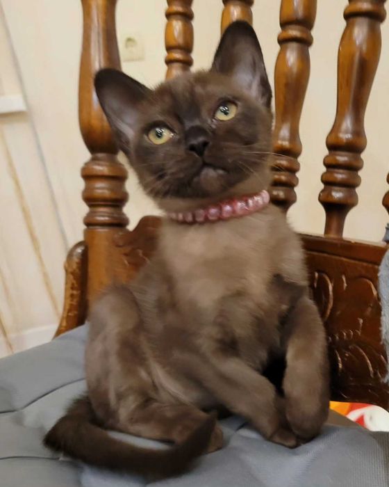 Выразительные глаза, особенность американской бурмы!