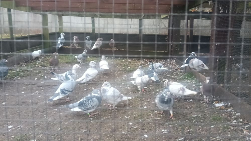 Gołębie staropolskie staropolski Gołąb