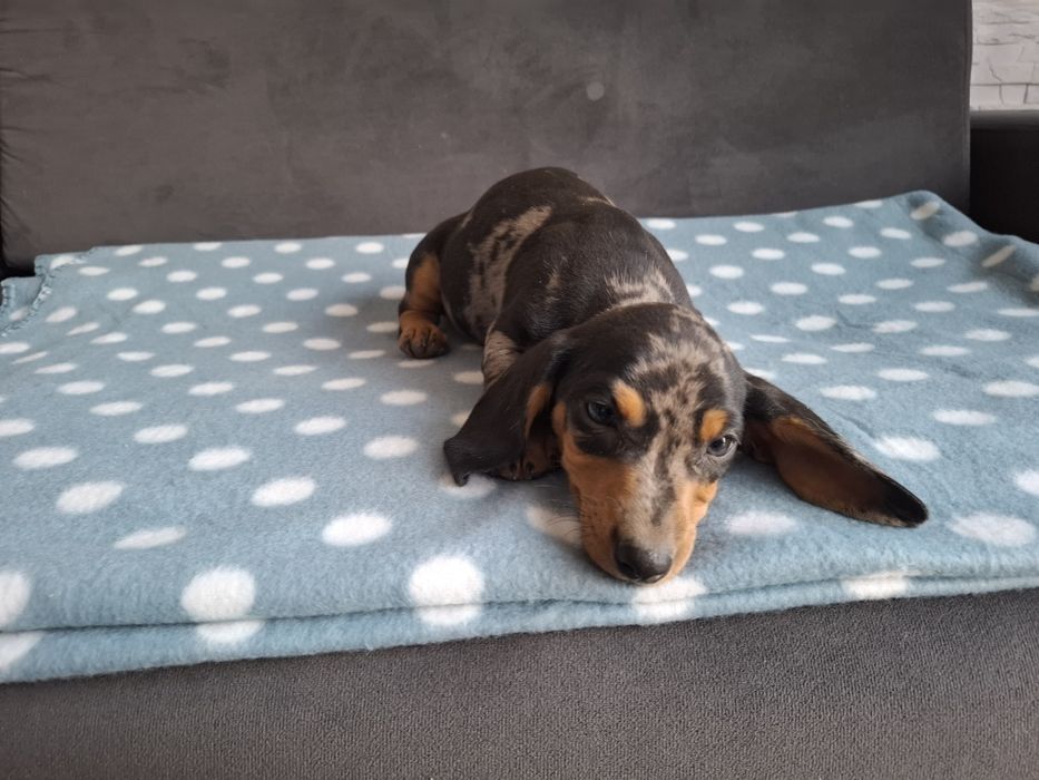 Piesek Jamnik Krótkowłosy Merle