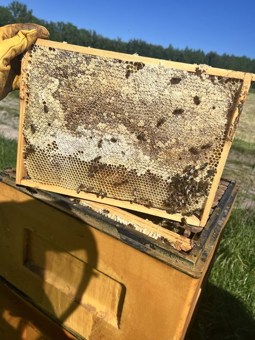 miód, miód wielokwiatowy świeży naturalny sezon 2025 rodziny