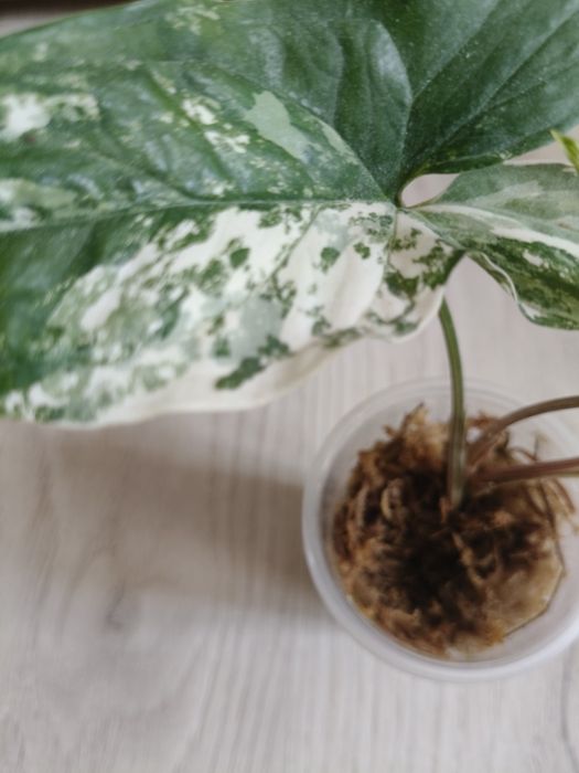 Syngonium Emerald Gem