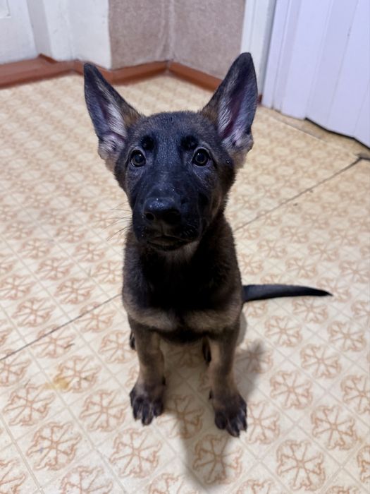 Цуценя німецької вівчарки