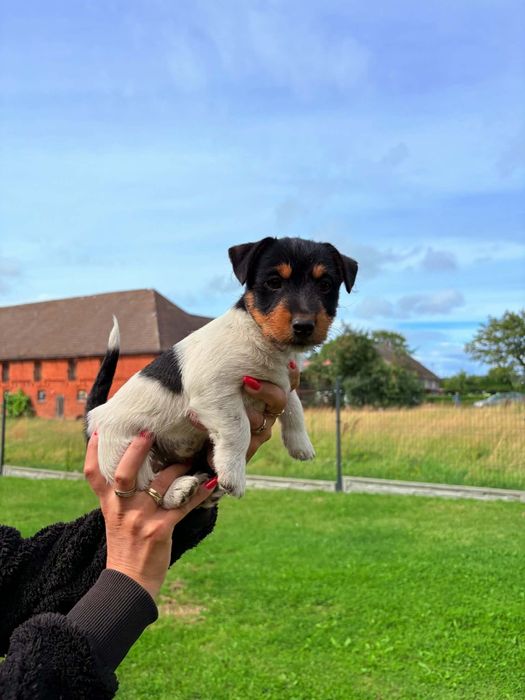 Jack Russell Terrier