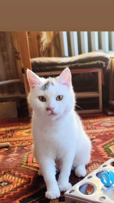 Отдам белого кота, 7 месяцев, кастрирован, привит