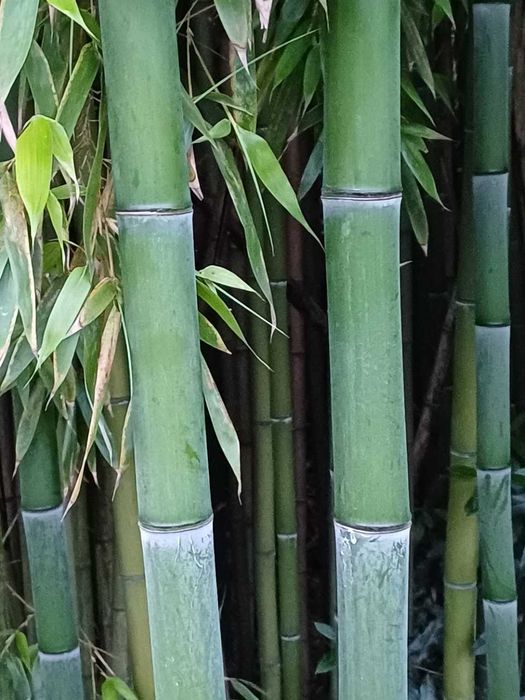 Canas da Índia (bambu)