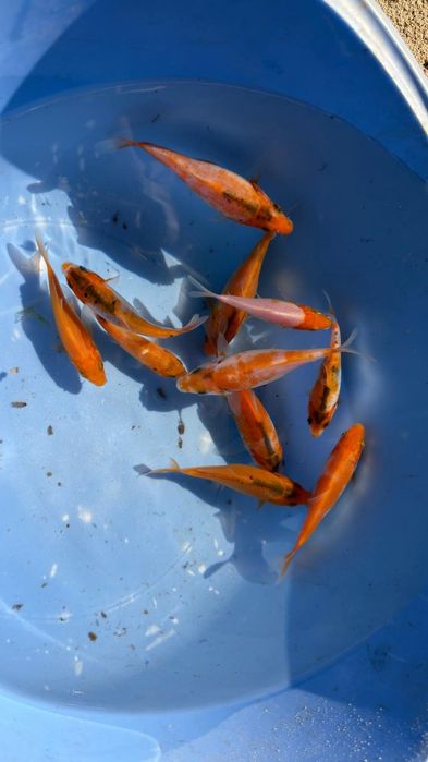 Carpas koi 10 a 12 cm