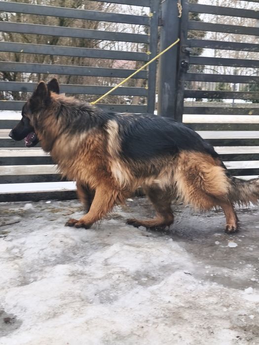 Owczarek niemiecki długowłosy ,,suka,,