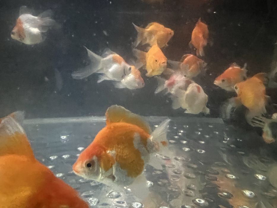 Karas Tamasaba - ryba do oczka wodnego