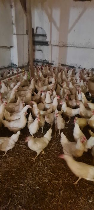 Kury nioski młode Rosa dominant kurki prosto od hodowcy.Fermy Kowalscy