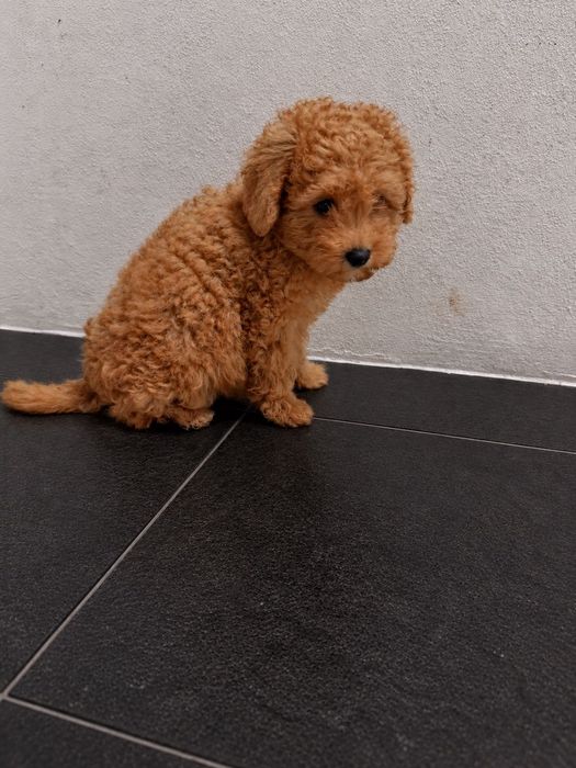 Caniche toy fêmea