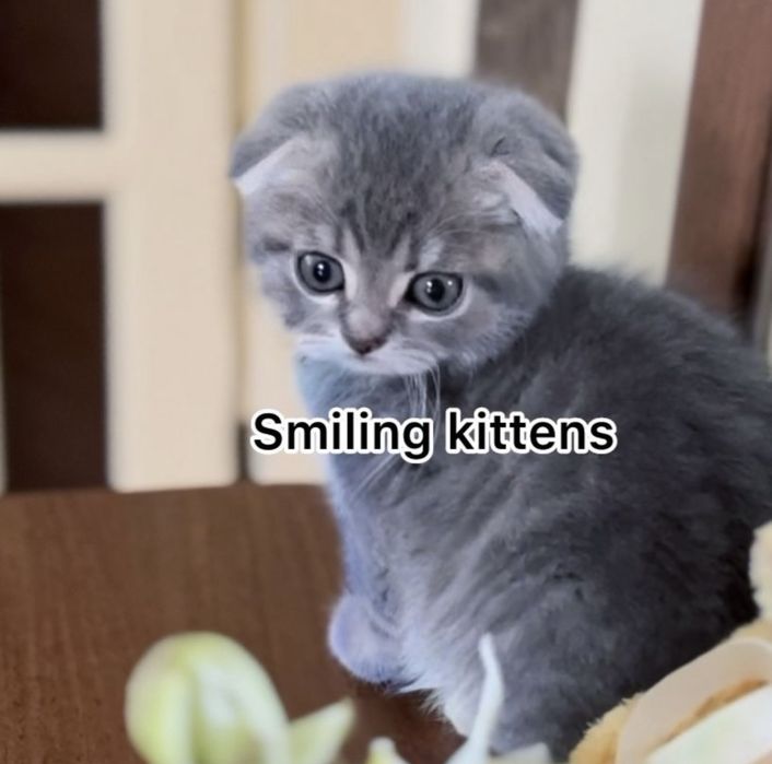 Срібні  кошенята
