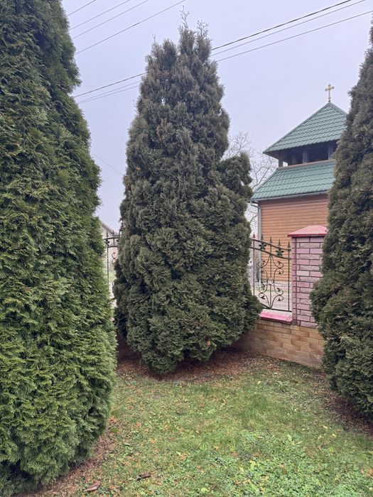 Продам Туї (6-5 м)