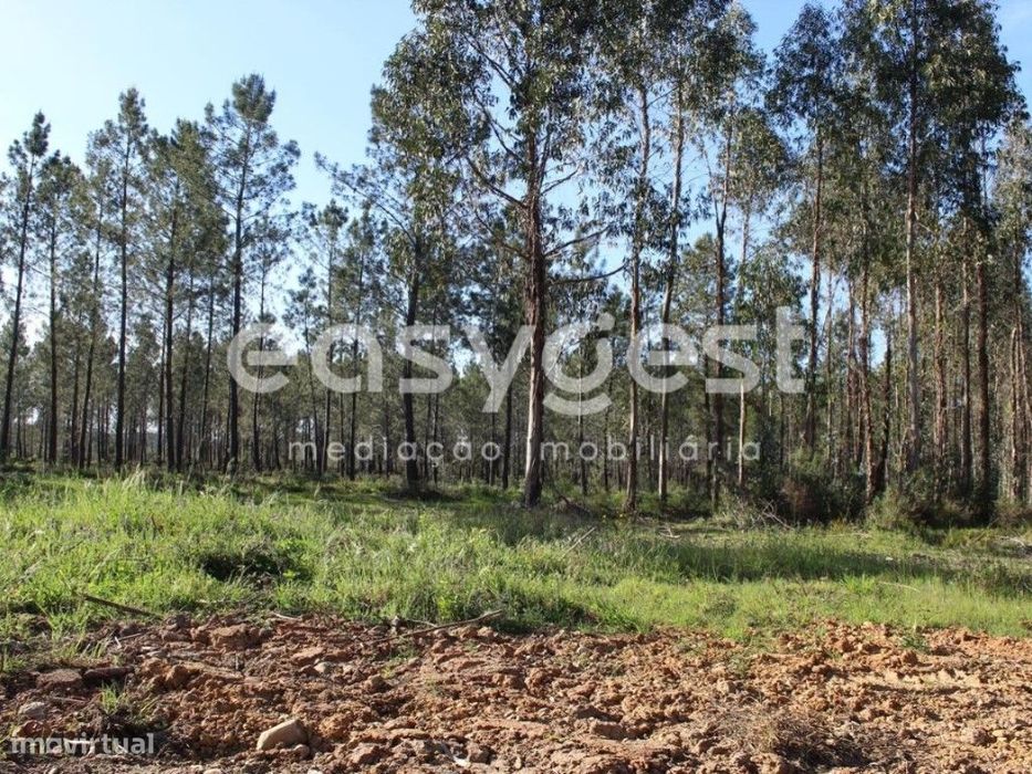 Terrenos com área total de 11080m2 maioritariamente Pinhal