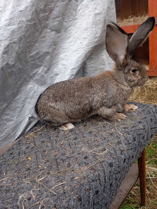 Sprzedam samicę olbrzyma belgijskiego szarego